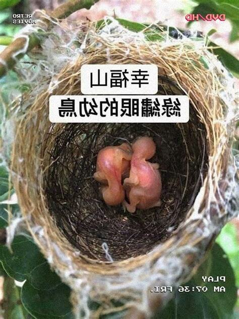 綠繡眼 孵化